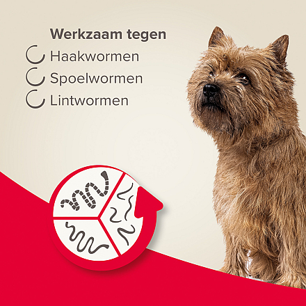 Beaphar Wormtabletten All-in-one hond 2,5 - 20 kg 2 tabletten